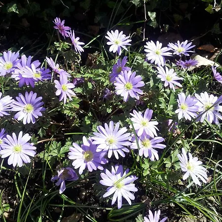 Bertricher Hof Garni Bad Bertrich