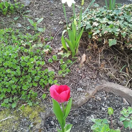 Bertricher Hof Garni