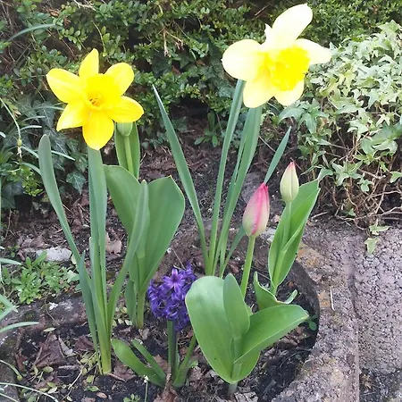 Bertricher Hof Garni Bad Bertrich