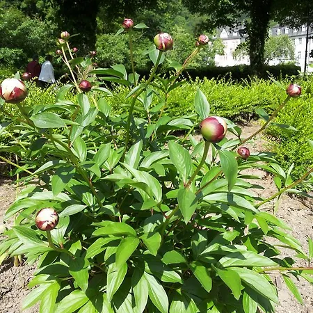 Bertricher Hof Garni Hotel 3*