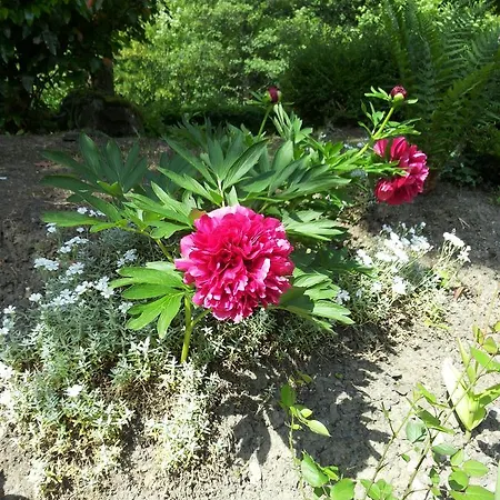 Bertricher Hof Garni 3*