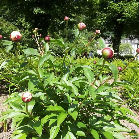 Bertricher Hof Garni Bad Bertrich