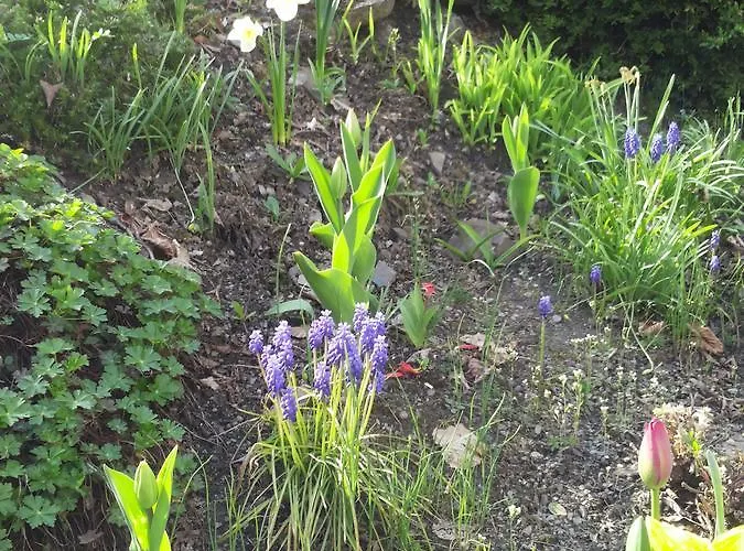 호텔 Bertricher Hof Garni