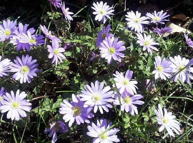 Bertricher Hof Garni 바트베르트리흐