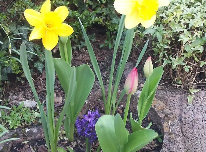 Bertricher Hof Garni 바트베르트리흐