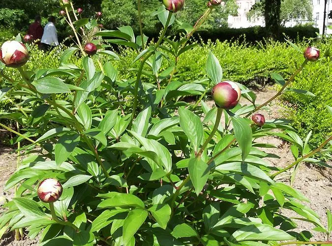 Bertricher Hof Garni 호텔 3*