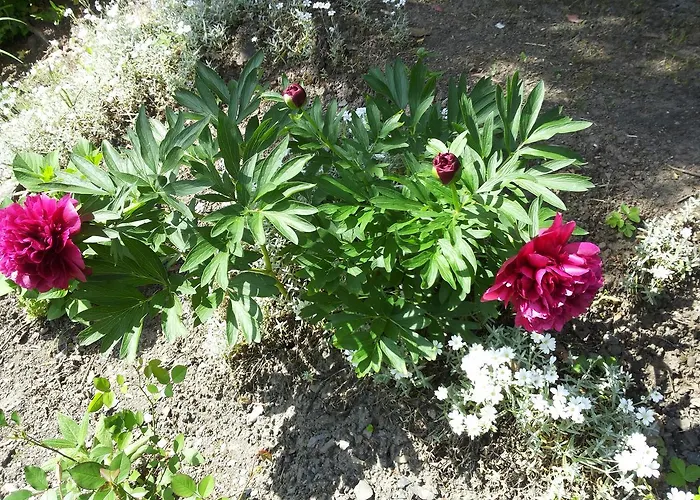 Bertricher Hof Garni 호텔 바트베르트리흐