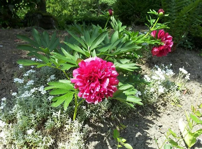 Bertricher Hof Garni 3*