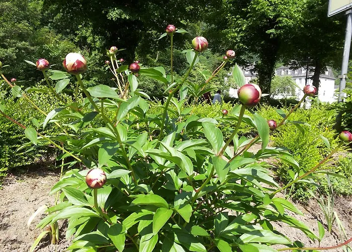 Bertricher Hof Garni Bad Bertrich